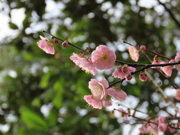 Close-up of orange flowers with delicate, stringy petals, on a slim branch with a soft focus background that includes more of the same flowers.