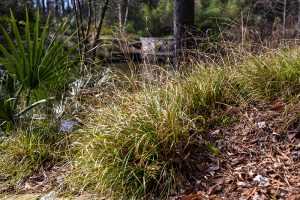 Low-growing clumps of Cherokee sedge in a woodland setting.