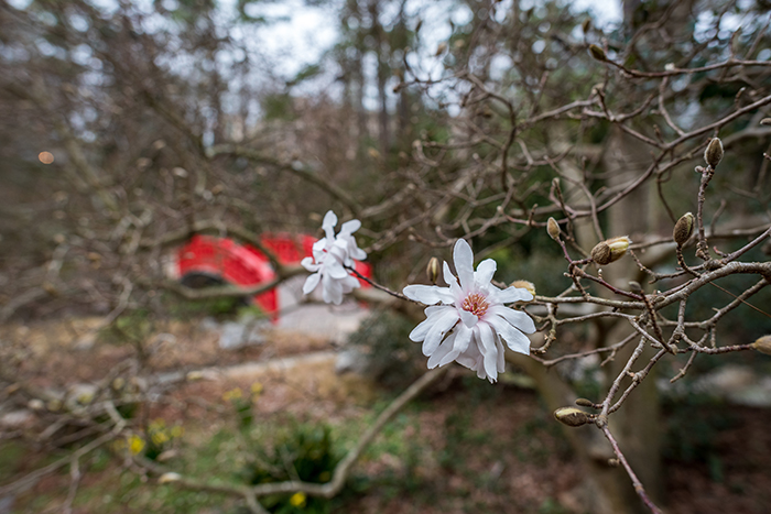 White magnolia flowers with a soft focus background.