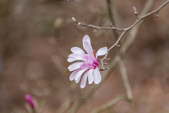 Purple Loebner magnolia flower with a soft focus background.