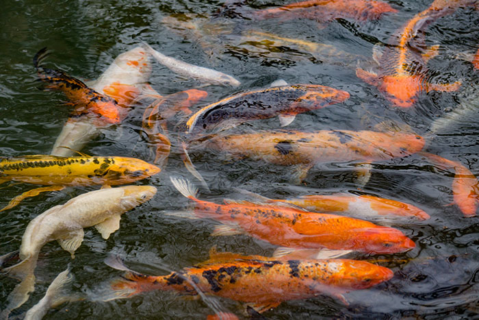 Orange, black, and white koi carp in a pond