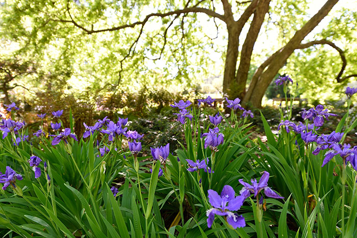 Purple irises beneath a tree canopy