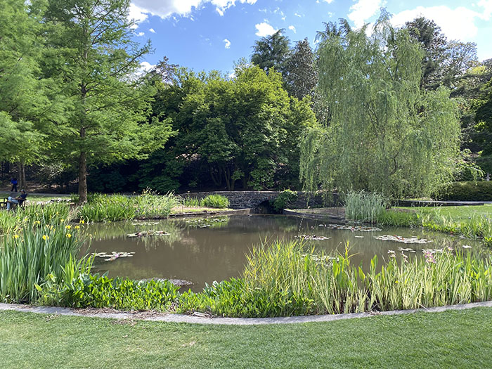 Pond surrounded by trees and water plants