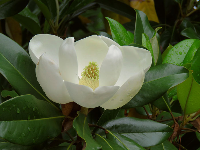 Southern magnolia flower