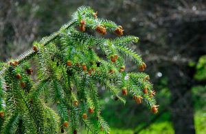 Green China fir foliage with yellow pollen catkins at the tips.