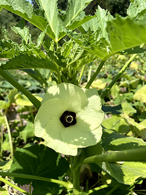 Okra flower and foliage.