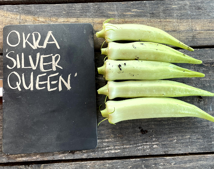 Okra pods on a table next to a sign saying "Okra - Silver Queen"