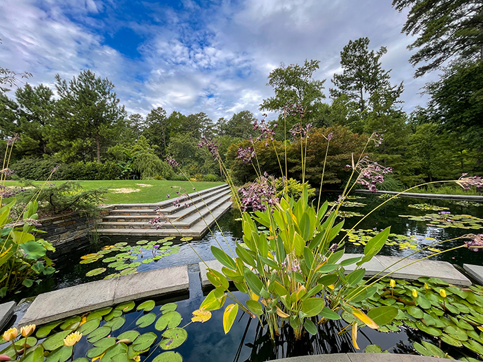 Water plants in a pond