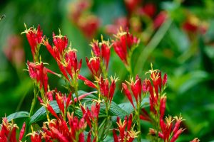 Woodland pinkroot flowers