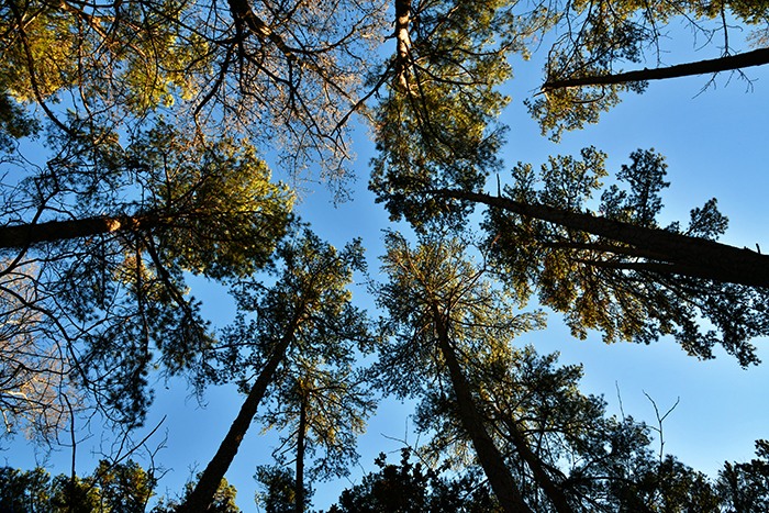 View of a pine tree canopy from below.