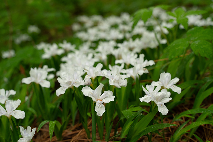 Dwarf white irises as a groundcover.