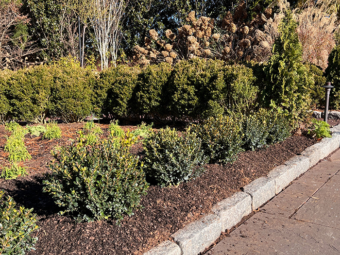 A row of dwarf boxwood plants in a formal garden.