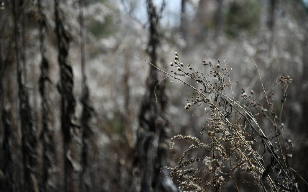 Dried flower stalks with a soft focus background.