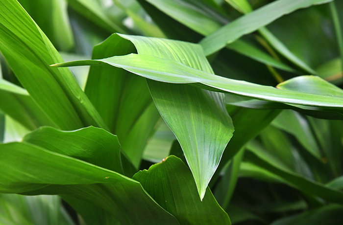 Leafy foliage of cast iron plant.