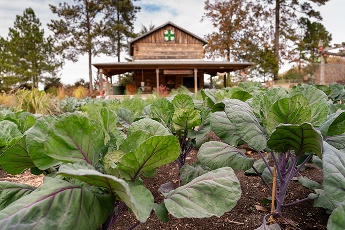 Edible brassica plants in front of a wooden tobacco barn