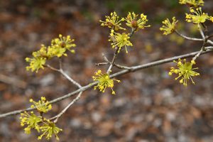 Bright yellow Chinese dogwood flowers on a bare branch.