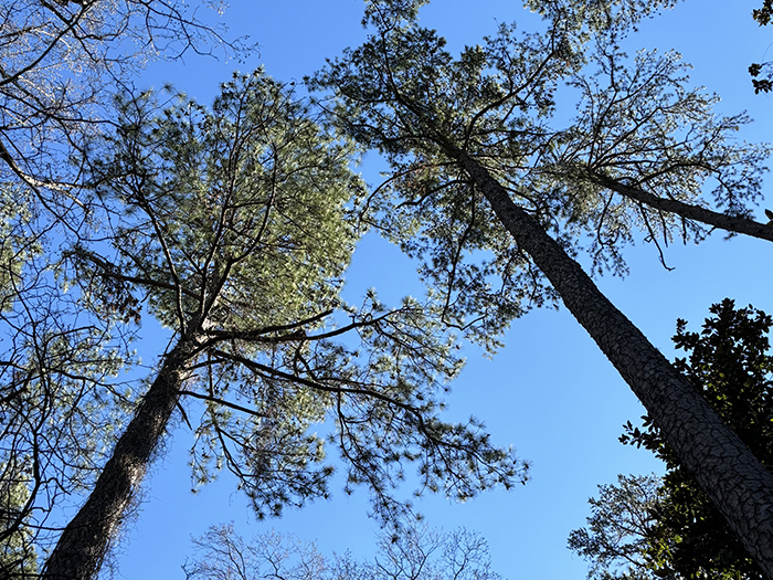 View of a pine tree canopy from below, backdropped by blue sky