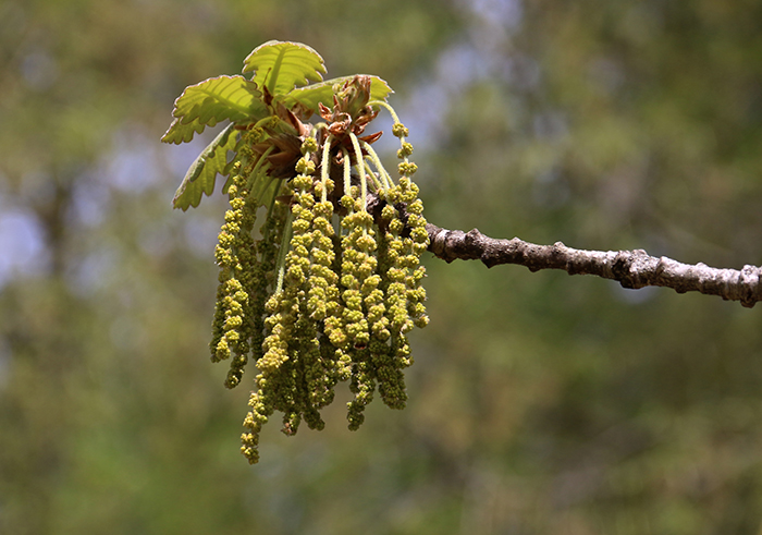 Oak pollen tassels with soft focus background.