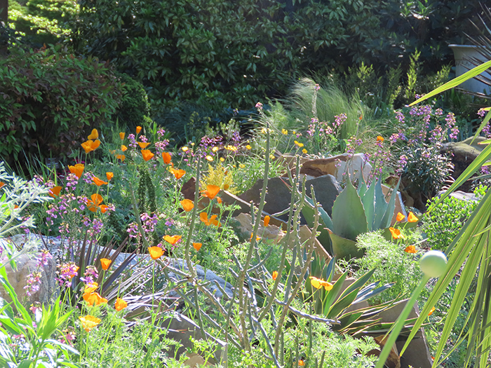 Orange California poppies in a scree planting