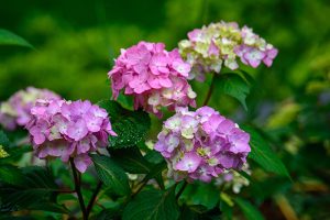 Pink hydrangea flower clusters.