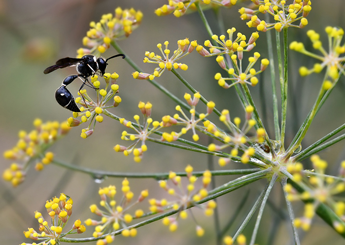 A wasp on a yellow fennel flower.