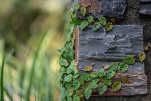 Creeping fig on Duke stone