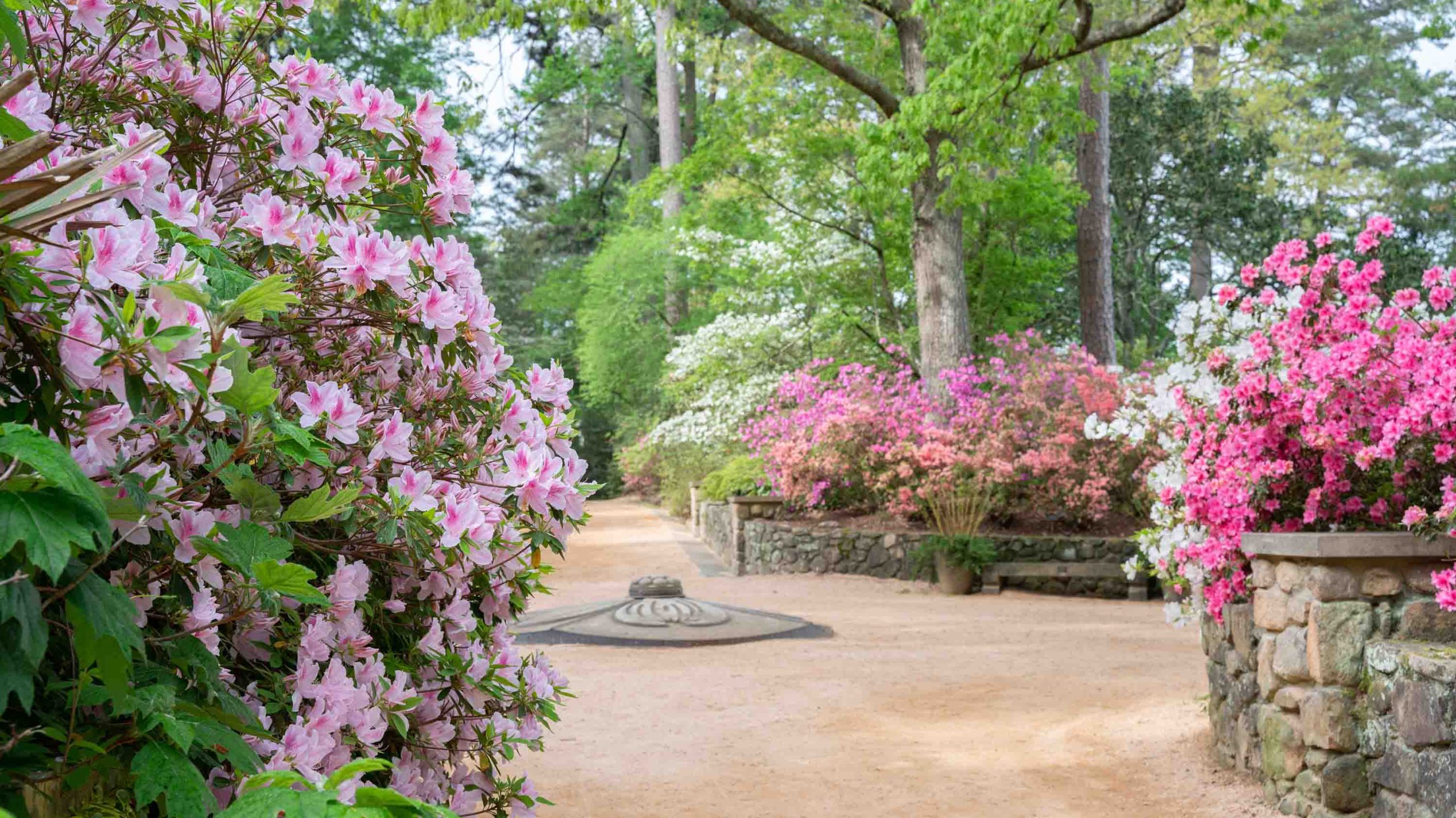 Azaleas in bloom around an open courtyard with a stone sculpture of a dogwood flower at the center.