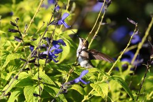 A female ruby-throated hummingbird perches on an anise-scented sage plant in flower.