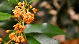 Close-up of orange flowers with large green leaves.