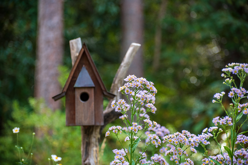 Tatarian aster flowers with an ornamental birdhouse in the background