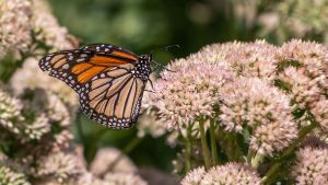 Close-up of pale pink and cream flowers with an orange butterfly on it.