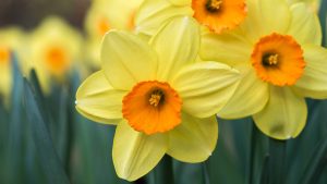 Close-up of three yellow daffodil flowers with orange centers, and deep green leaves below.