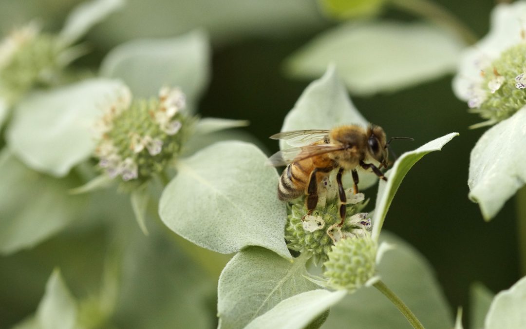 A bee sits on pale green leaves with tiny white flowers at the center, and more leaves and flowers in the background.