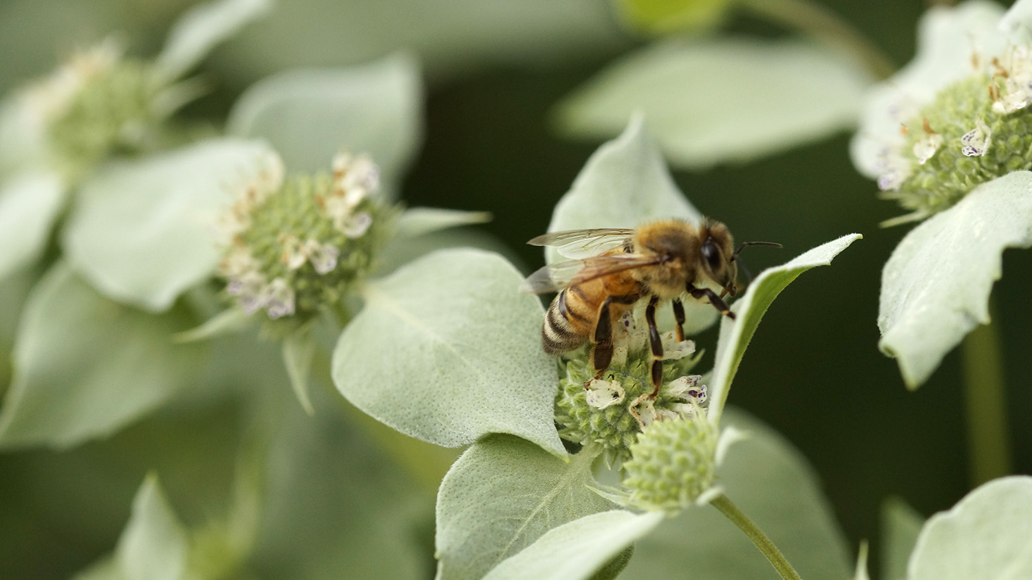 A bee sits on pale green leaves with tiny white flowers at the center, and more leaves and flowers in the background.