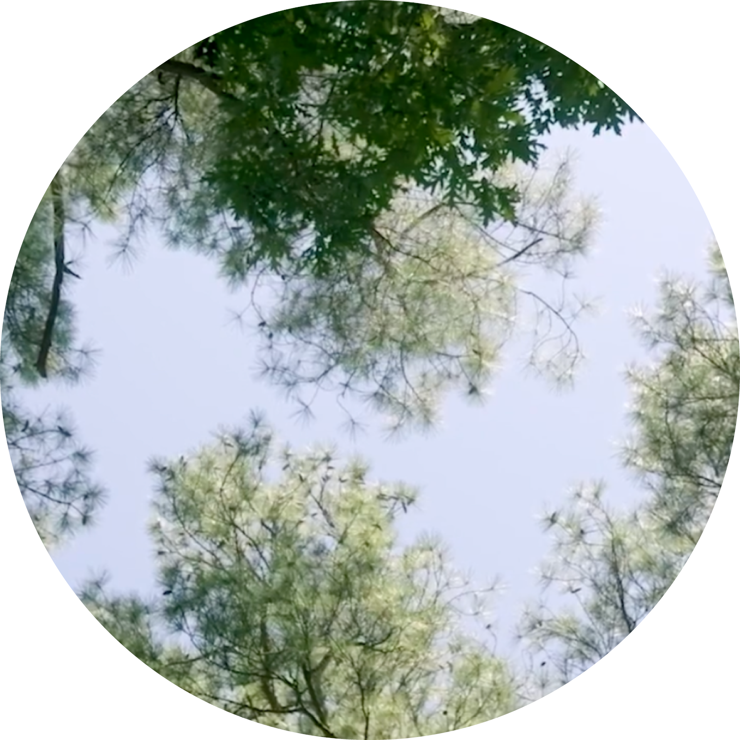 A group of purple echinacea flowers and yellow goldenrod planted near a parking lot with light painted lines