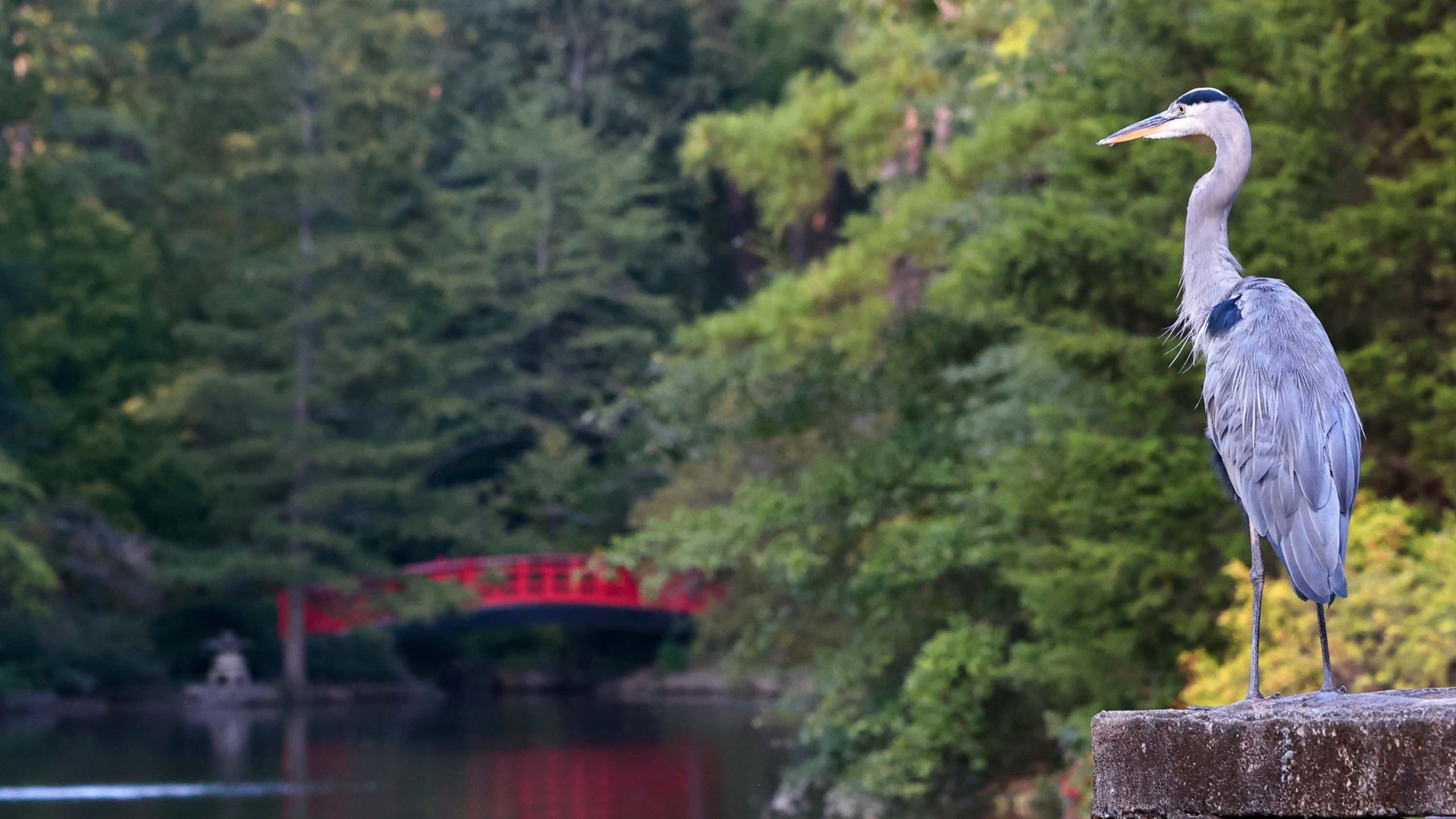 A blue heron overlooks the pond at Duke Gardens with the red bridge in the background