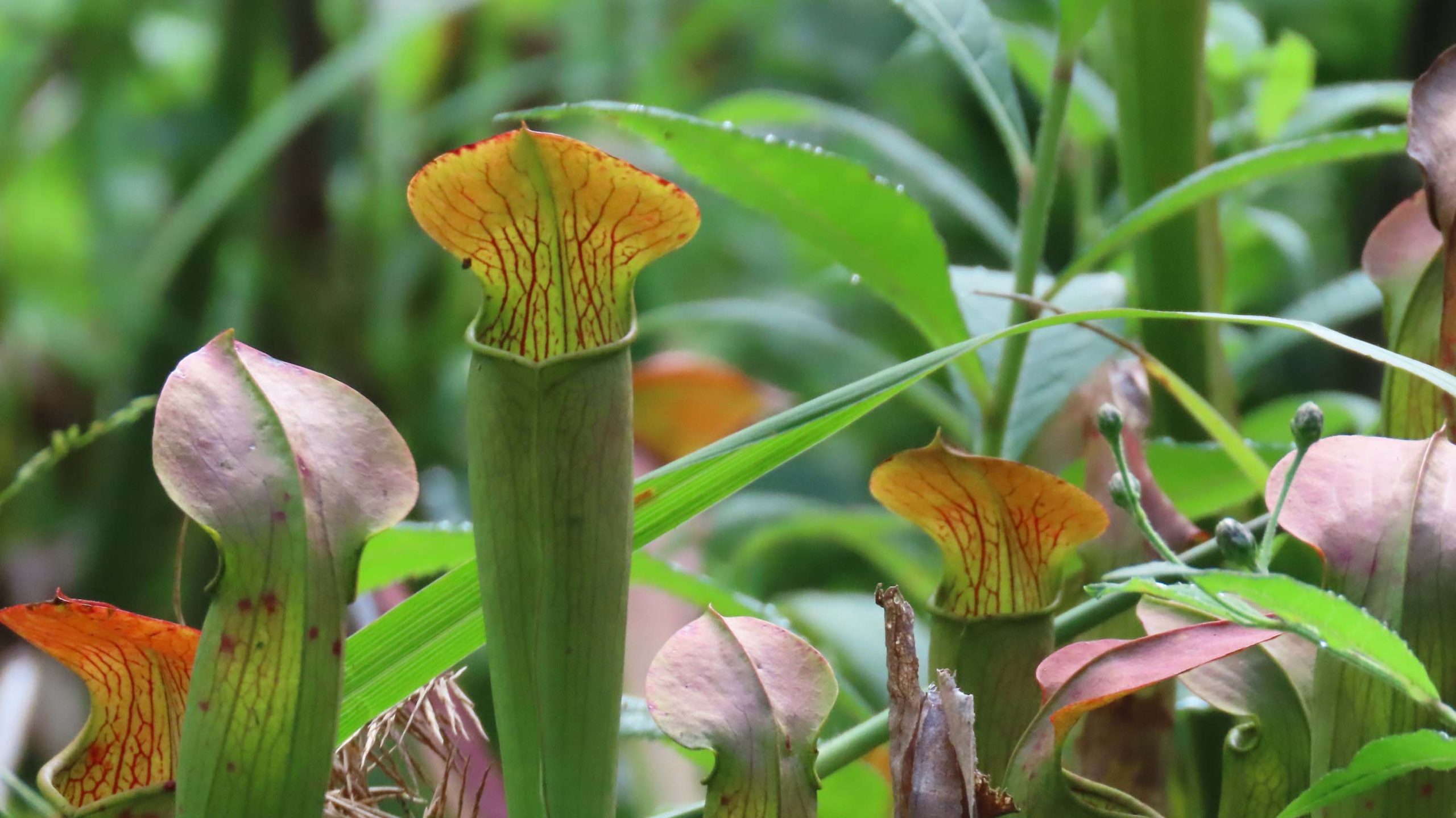 A close-up image of a group of pitcher plants