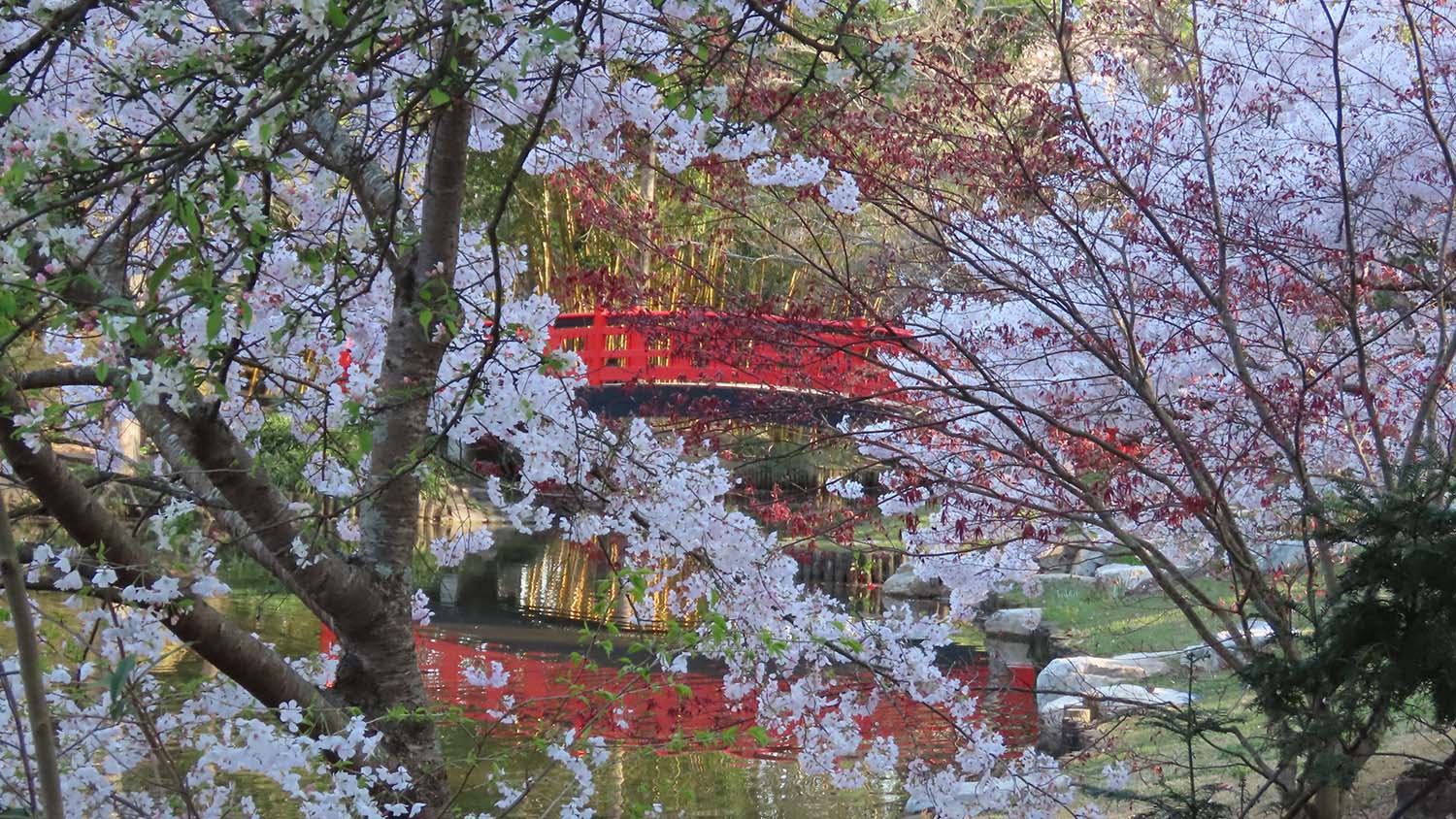 Pink cherry blossoms on and under a tree with a red arched bridge over a pond in the background