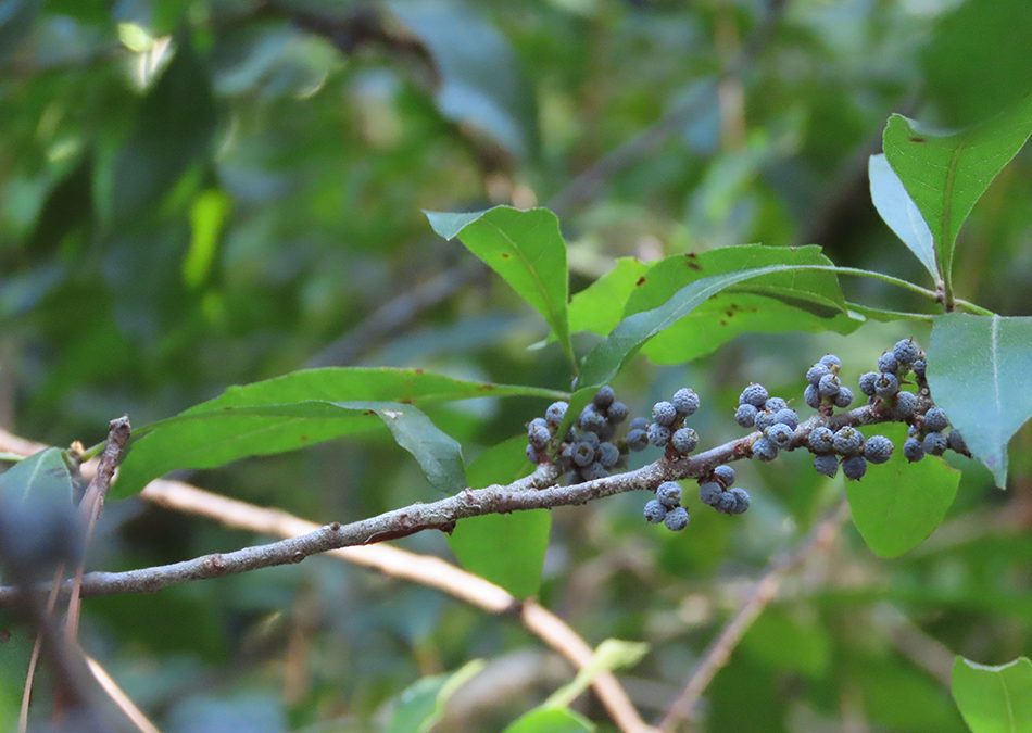 Blue berries of southern wax myrtle on a leafy branch. Background in soft focus.