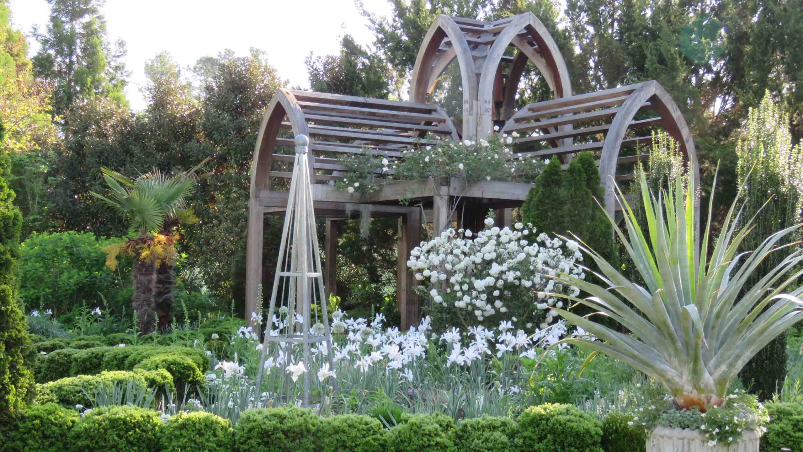 A garden setting with a gray-green spiky yucca plant in a stone container in the foreground, white iris flowers and small boxwood shrubs in the middle and white roses climbing atop a wooden garden pergola in the background.