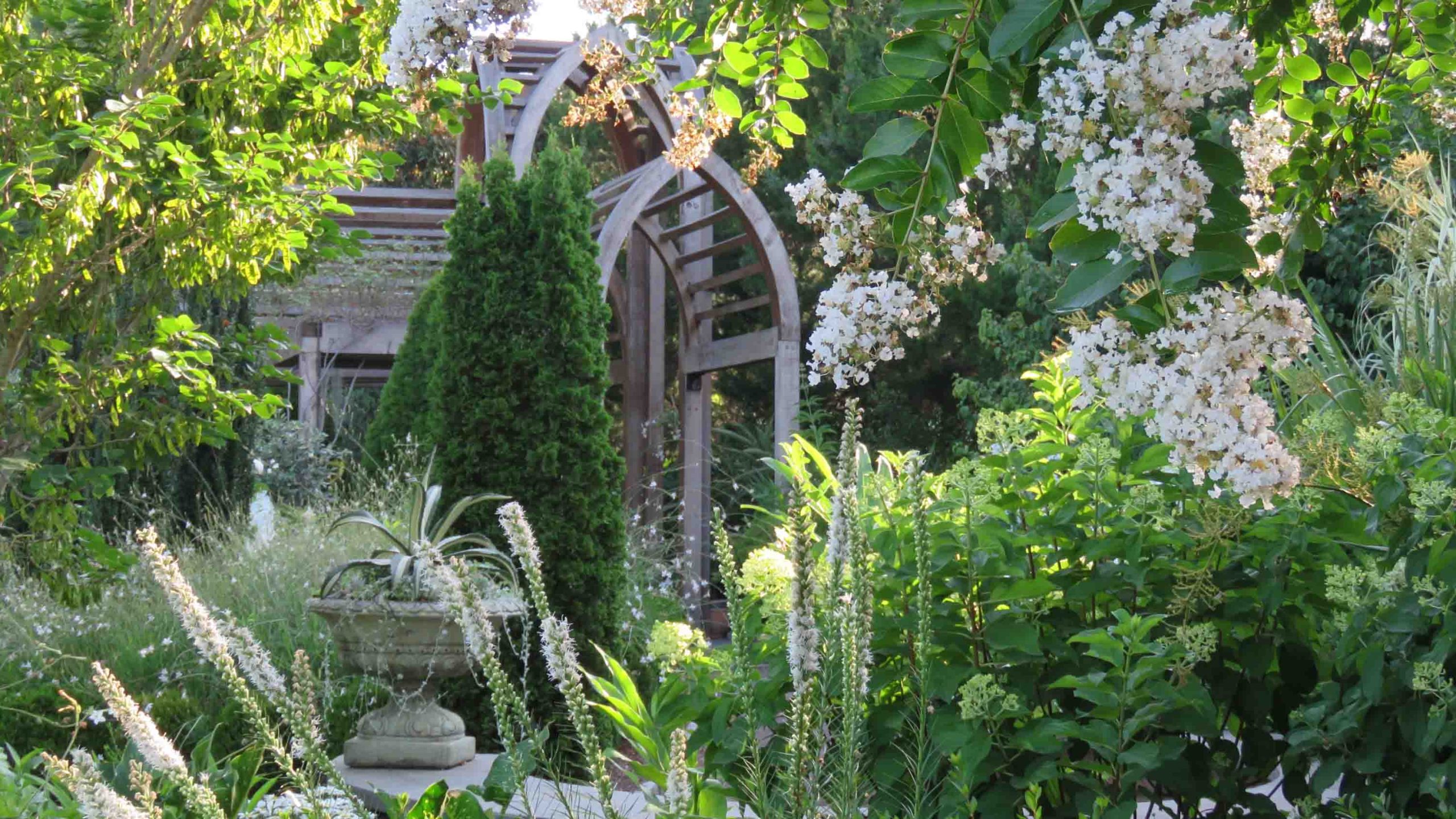 Shrubs with white clusters of flowers and other white flowers with a wooden pergola structure in the background