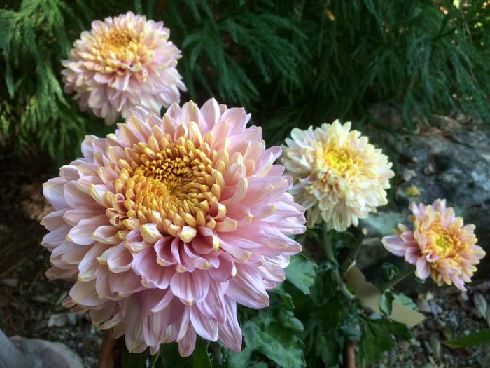 Several large pink chrysanthemum blooms in a garden setting.