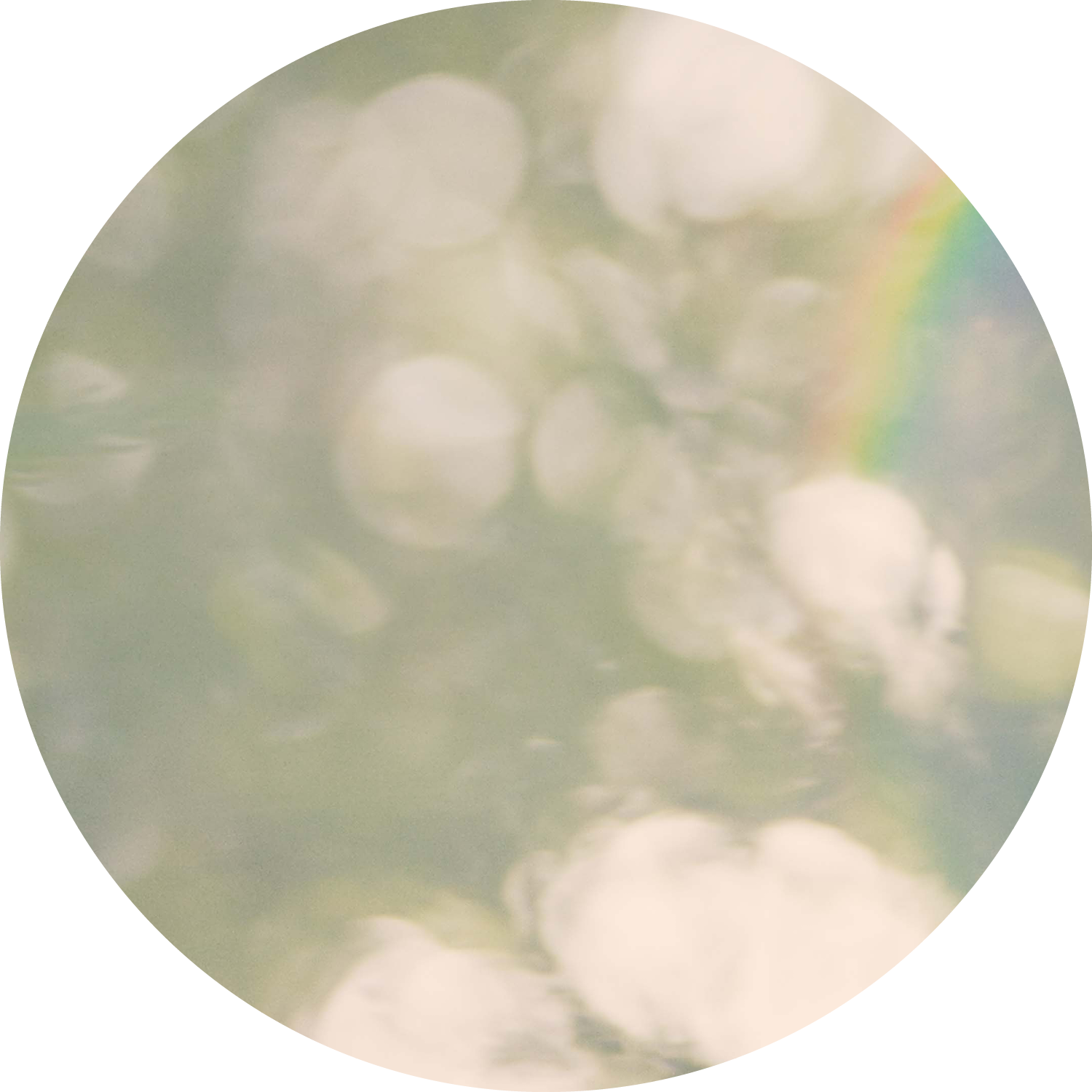 A group of purple echinacea flowers and yellow goldenrod planted near a parking lot with light painted lines