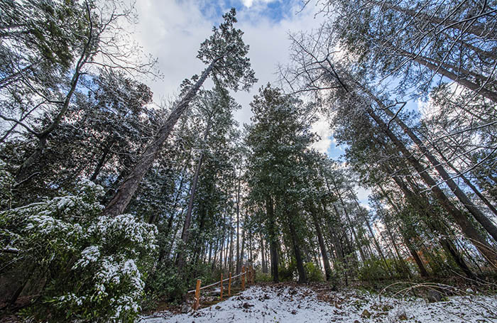 A circle of pines around a snow-covered clearing.