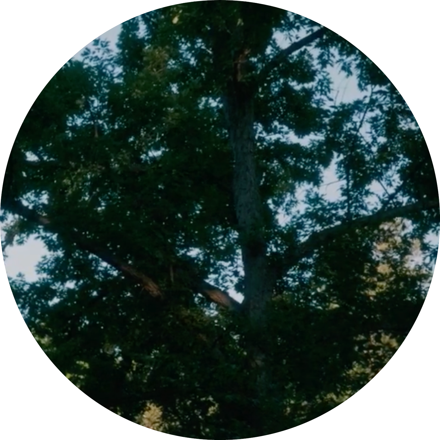 A group of purple echinacea flowers and yellow goldenrod planted near a parking lot with light painted lines
