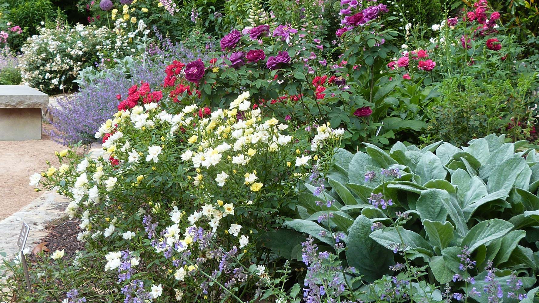 A garden bed of white, purple and pink roses and a green agave plant