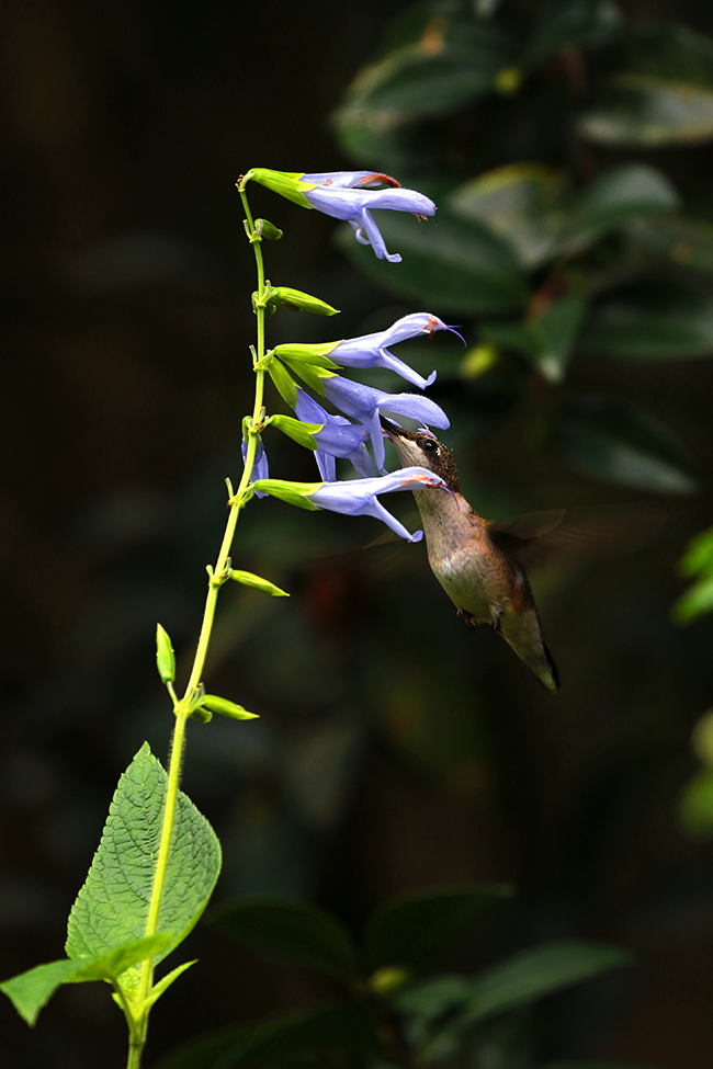 A hummingbird hovers in mid-air while feeding on purple tubed flowers.