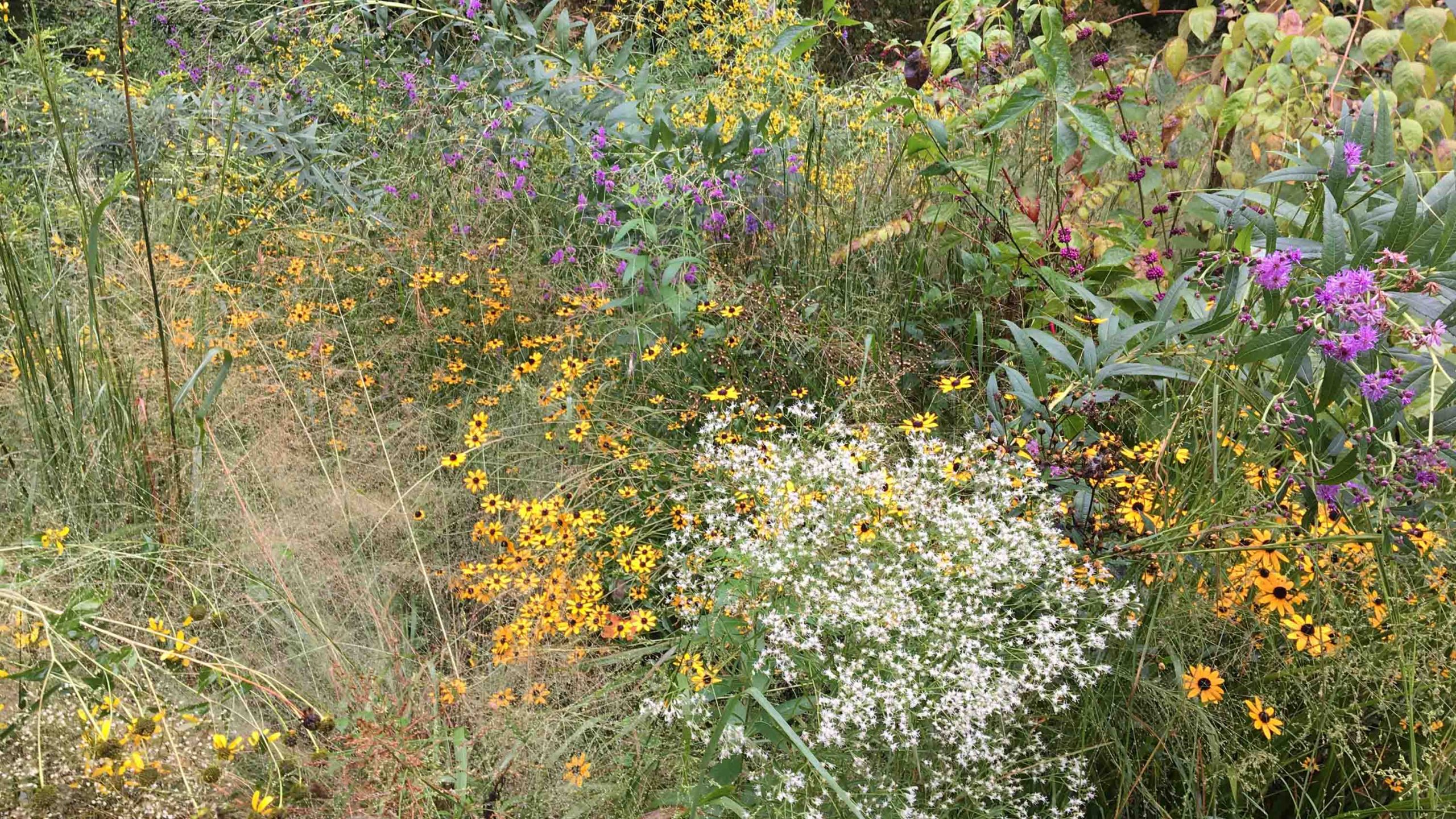 A meadow of wildflowers including purple echinacea and yellow rudbeckia