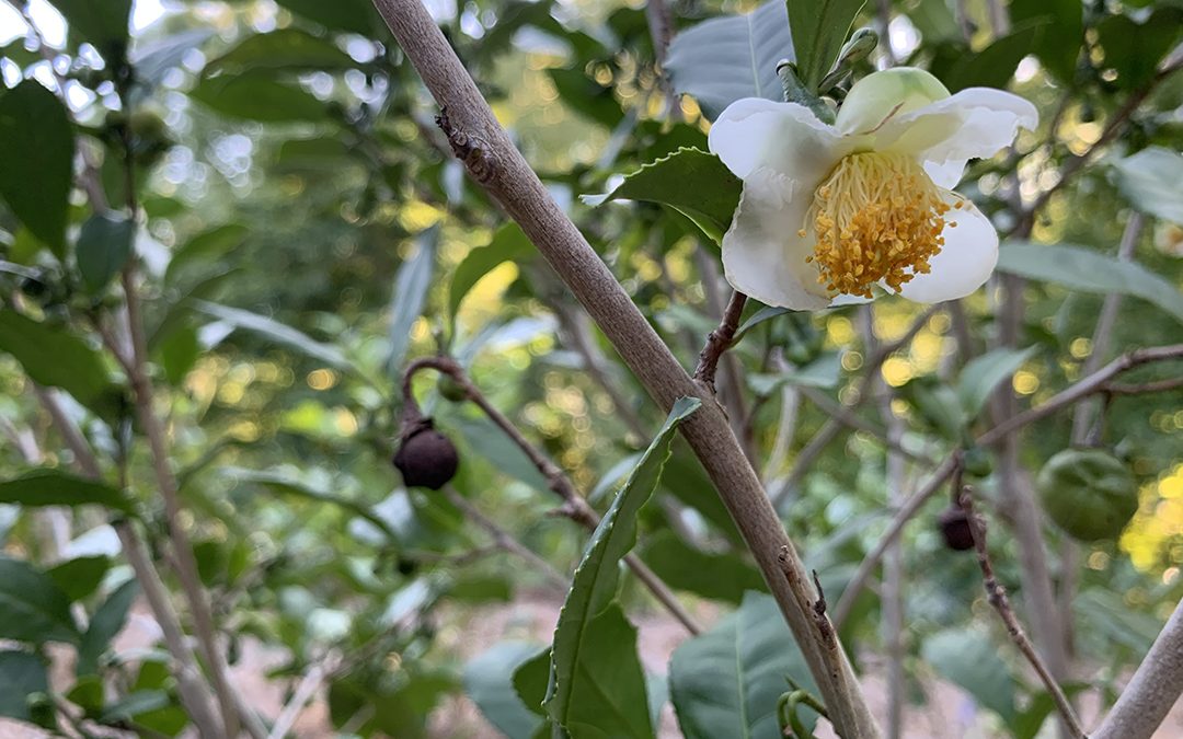 Close-up of a white tea camellia flower on a leafy branch