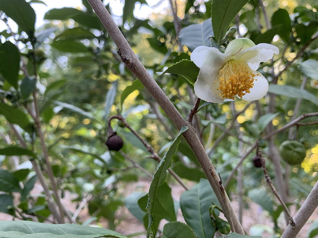 Close-up of a white tea camellia flower on a leafy branch